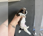 Small Photo #10 Shih Tzu Puppy For Sale in BEAVER, UT, USA