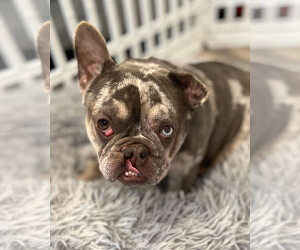 Medium Photo #15 French Bulldog-Unknown Mix Puppy For Sale in Corona, CA, USA