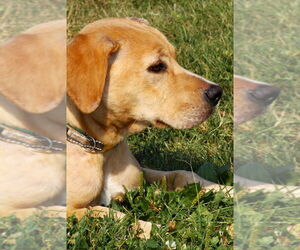 American Pit Bull Terrier-Labrador Retriever Mix Dogs for adoption in Evansville, IN, USA