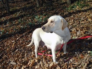 Mother of the Labrador Retriever puppies born on 04/11/2018