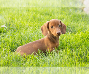 Dachshund Puppy for sale in MILLERSBURG, IN, USA