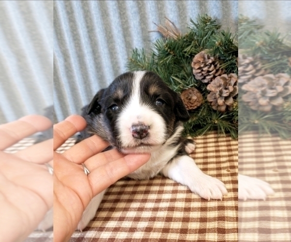Medium Photo #2 Border Collie Puppy For Sale in NEW YORK MILLS, MN, USA