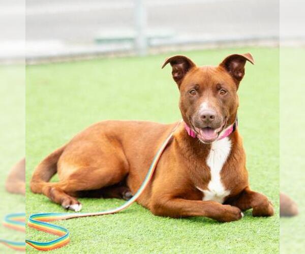 Medium Photo #3 Mutt Puppy For Sale in Camarillo, CA, USA