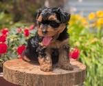 Small Photo #43 Yorkipoo Puppy For Sale in GOSHEN, IN, USA