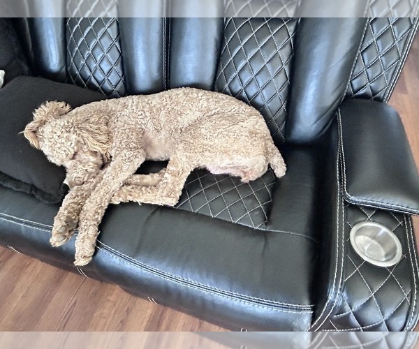 Medium Photo #1 Goldendoodle mix (+ Poodle Standard) Puppy For Sale in THOMASVILLE, NC, USA