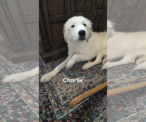 Medium Photo #1 Great Pyrenees Puppy For Sale in MIDWAY, UT, USA
