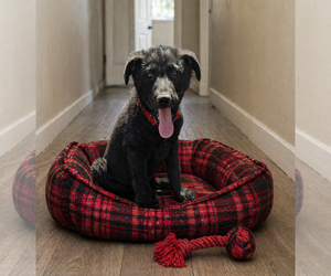 Labrador Retriever-Unknown Mix Dogs for adoption in Mt. Laurel, NJ, USA