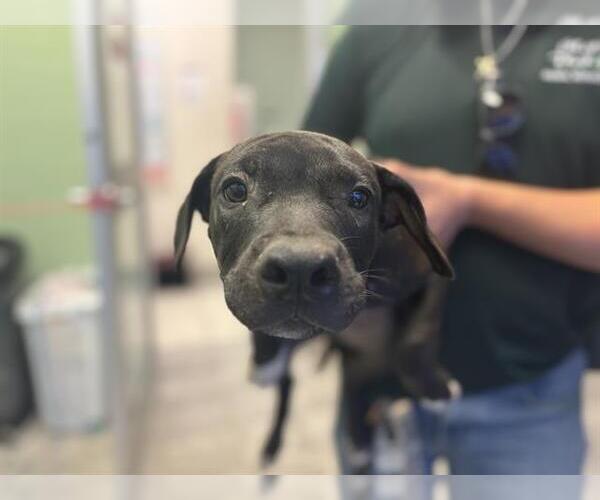 Medium Photo #1 American Pit Bull Terrier-Unknown Mix Puppy For Sale in Grand Prairie, TX, USA