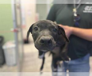 American Pit Bull Terrier-Unknown Mix Dogs for adoption in Grand Prairie, TX, USA