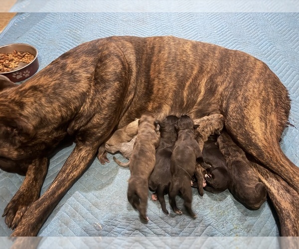 Medium Photo #1 Cane Corso Puppy For Sale in COVINGTON, GA, USA