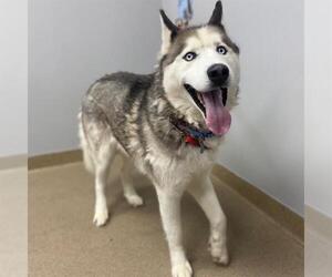 Siberian Husky Dogs for adoption in Aurora, CO, USA