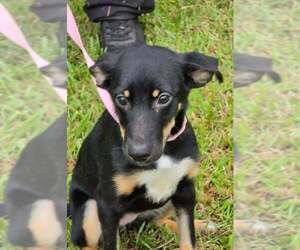 Pixie - Female German Shepherd Dog-Unknown Mix Dog for Adoption - Photo #2
