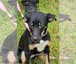 Small Photo #2 German Shepherd Dog-Unknown Mix Puppy For Sale in Brewster, NY, USA