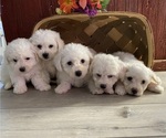 Image preview for Ad Listing. Nickname: Bichon Frise