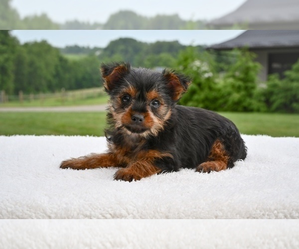 Medium Photo #2 Yorkshire Terrier Puppy For Sale in MILLERSBURG, OH, USA