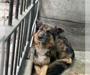 German Shepherd Dog Dogs for adoption in Pasadena, CA, USA