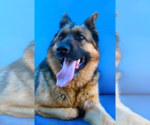 Small German Shepherd Dog