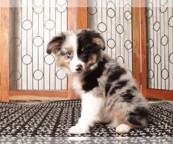 Medium Photo #1 Miniature American Shepherd Puppy For Sale in NAPLES, FL, USA