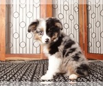 Puppy 2 Miniature American Shepherd