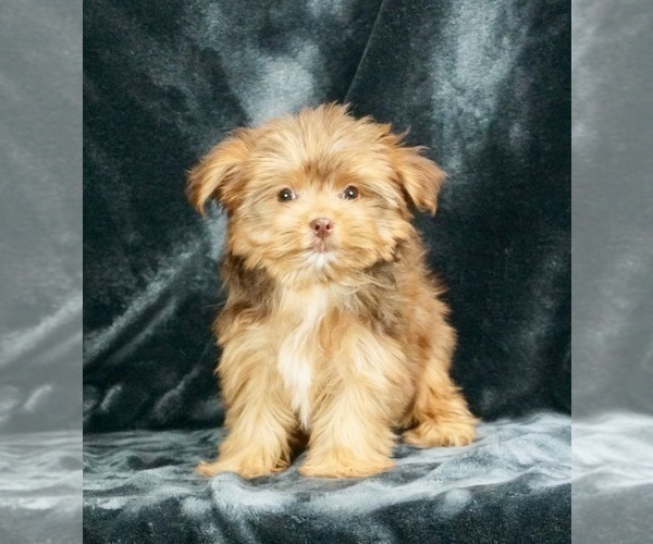 Medium Photo #1 Morkie Puppy For Sale in WARSAW, IN, USA