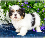 Puppy Justice Shih Tzu
