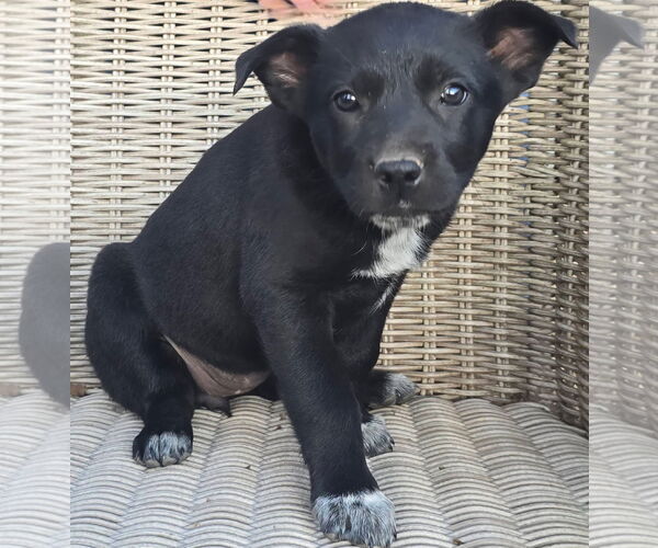 Medium Photo #1 German Shepherd Dog-Unknown Mix Puppy For Sale in Alexander, AR, USA