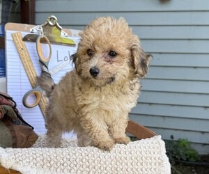 Yorkshire Terrier Puppy for sale in THORP, WI, USA