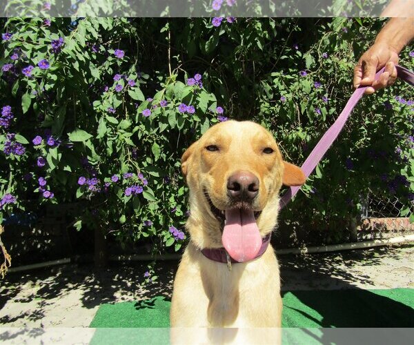 Medium Photo #1 Golden Retriever-Unknown Mix Puppy For Sale in San Diego, CA, USA