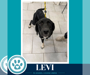 Levi (The L Train) 100326 - Male Labrador Retriever-Unknown Mix Dog for Adoption - Photo #2