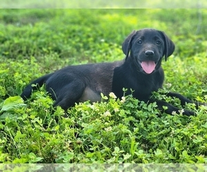 Labrador Retriever Puppy for sale in APPOMATTOX, VA, USA
