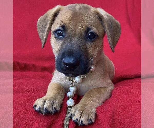 Medium Photo #1 Labrador Retriever-Unknown Mix Puppy For Sale in San Diego, CA, USA