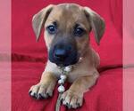 Small Labrador Retriever Mix