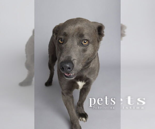 Medium Photo #3 Unknown-Weimaraner Mix Puppy For Sale in Foristell, MO, USA