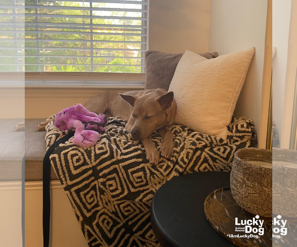 Medium Photo #7 Carolina Dog-Unknown Mix Puppy For Sale in Washington, DC, USA