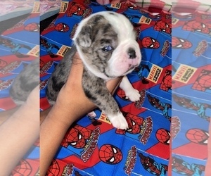 Boston Terrier Puppy for Sale in DECATUR, Georgia USA