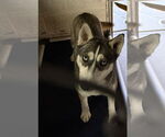 Small Siberian Husky Mix