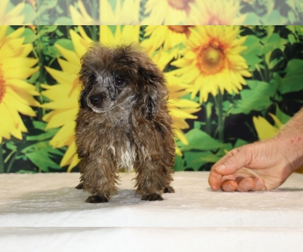 Medium Photo #8 Poodle (Toy) Puppy For Sale in DYERSBURG, TN, USA