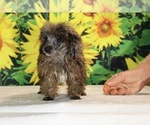 Spirit - Male Poodle (Toy) Puppy for Sale - Photo #8