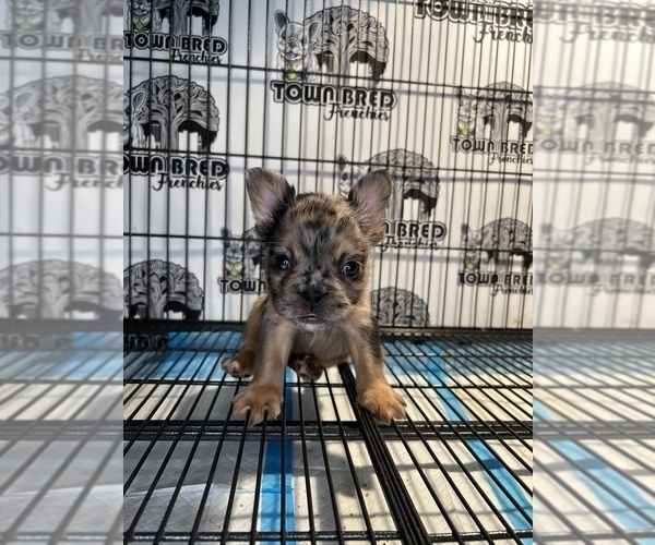 Medium Photo #6 French Bulldog Puppy For Sale in OAKLAND, CA, USA