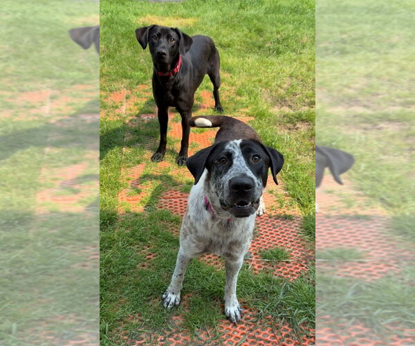 Medium Photo #5 Mutt Puppy For Sale in Bemidji, MN, USA