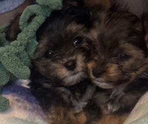 Yorkshire Terrier Litter for sale in GATES, NY, USA