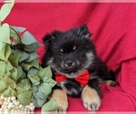 Small Photo #5 Pomeranian Puppy For Sale in OXFORD, PA, USA