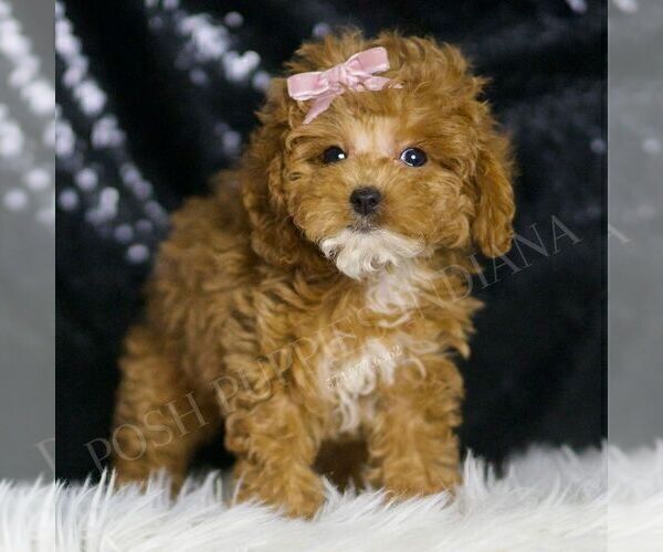 Medium Photo #88 Poodle (Miniature) Puppy For Sale in WARSAW, IN, USA