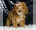 Small #4 Poodle (Miniature)