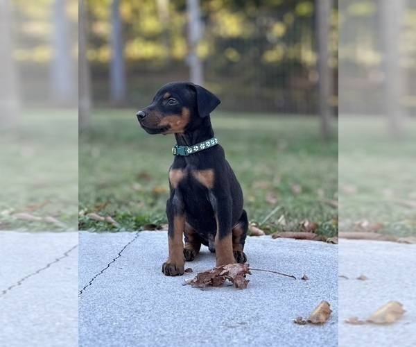 Medium Photo #2 Doberman Pinscher Puppy For Sale in NEWTON, NC, USA