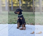 Small Photo #2 Doberman Pinscher Puppy For Sale in NEWTON, NC, USA