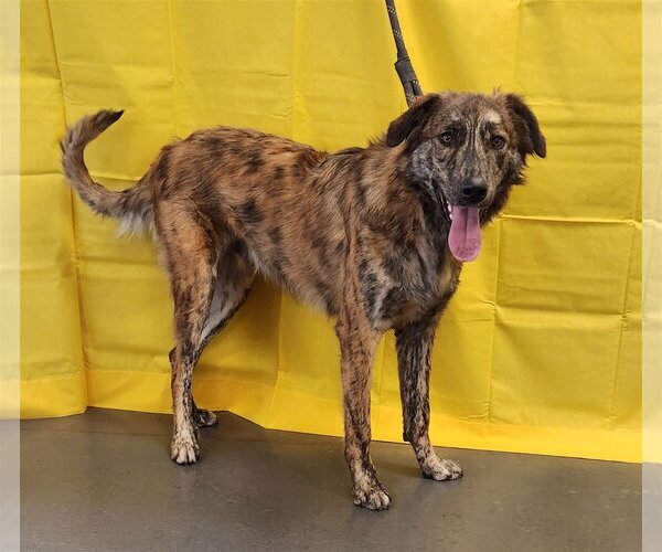 Medium Photo #2 Catahoula Leopard Dog-Great Pyrenees Mix Puppy For Sale in Clinton, OK, USA