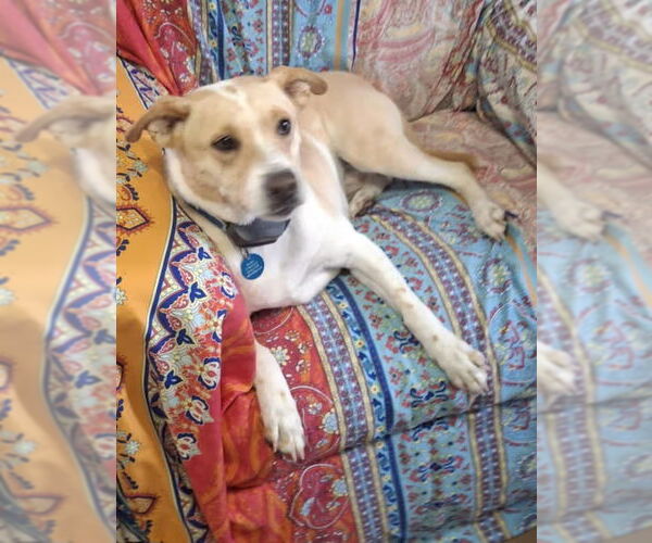 Medium Photo #3 Beagle-Unknown Mix Puppy For Sale in Monterey, VA, USA