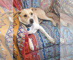 Small #2 Beagle Mix