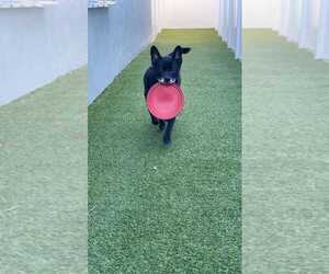 Sadie - Female Labrador Retriever-Unknown Mix Dog for Adoption - Photo #7